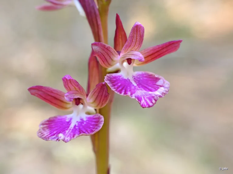 Anacamptis x dafnii solanoi Atamaria Cartagena