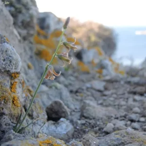 Jacinto Leonado - Dipcadi serotinum