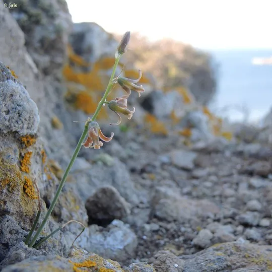 Jacinto Leonado - Dipcadi serotinum