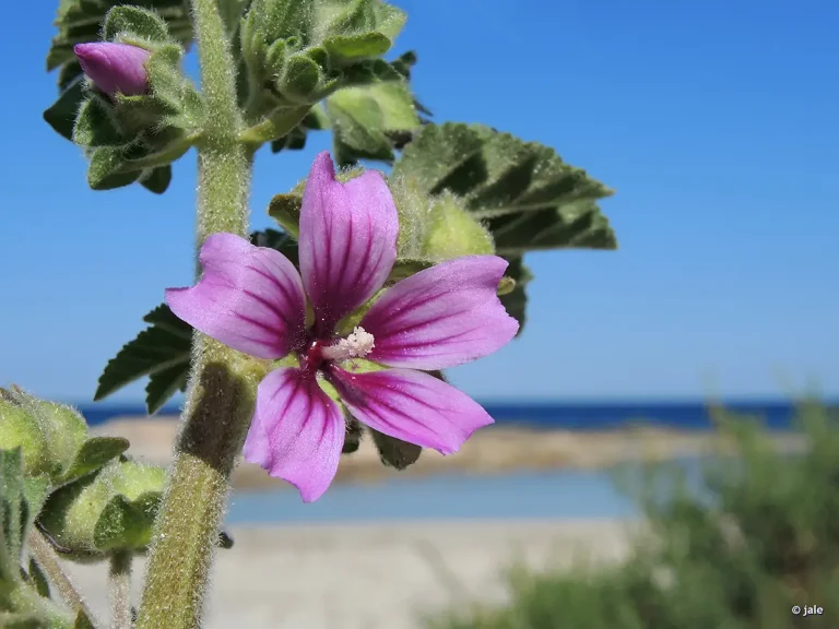 Lavatera mauritanica Cala Corcolas La Manga San Javier