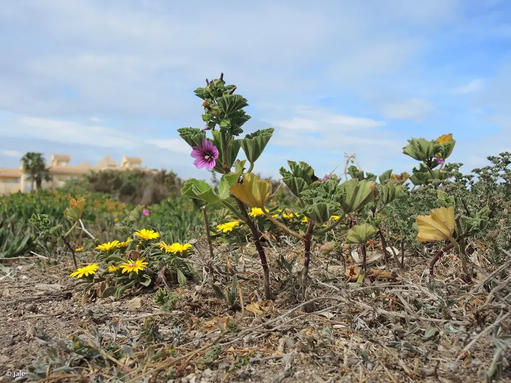 Lavatera mauritanica Poblado Pescador La Manga