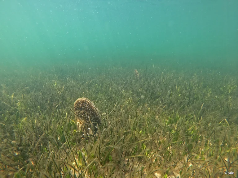 nacra en el mar menor